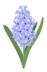 Blue hyacinth flower with green foliage on a white background. Vector illustration.