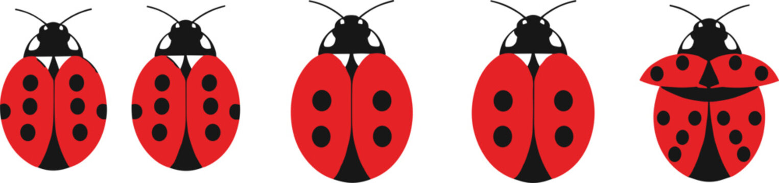 Cute ladybug vector icons, red ladybird insect clipart set, bug illustration pack with spots and wings