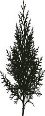 Silhouette of a Dense Evergreen Tree with Detailed Branches and Foliage conifer pine