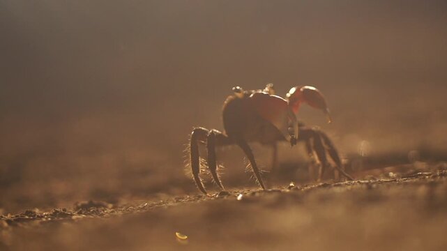 Nighttime movement of a sesarmid crab inhabiting Suncheon Bay South Korea