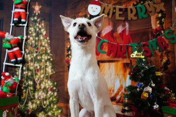 Adorable white dog posing for Christmas holiday photo in festive studio