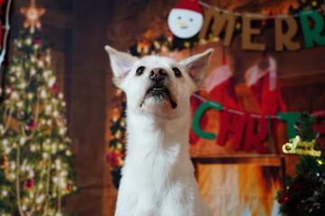 Adorable white dog posing for Christmas holiday photo in festive studio