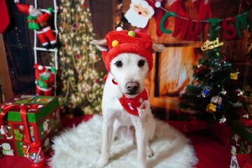 Adorable white dog posing for Christmas holiday photo in festive studio