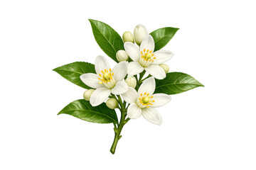 Fototapeta premium Orange blossom branch showing white petals and yellow stamens, fresh green leaves, and unopened flower buds