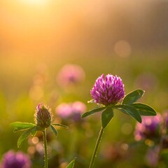 Close-up of vibrant pink flowers, showcasing delicate petals, bathed in warm, golden sunlight. Blurry background