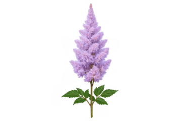 Astilbe bloom with delicate pink flowers, feathery plumes creating soft texture, botanical garden perennial, transparent background