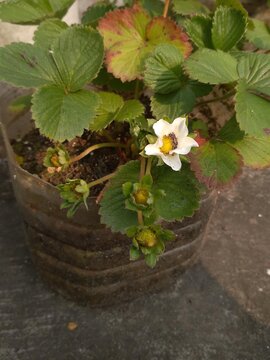 Fruit setting Process of Strawberry plant. This is a hybrid species of genus fragaria.