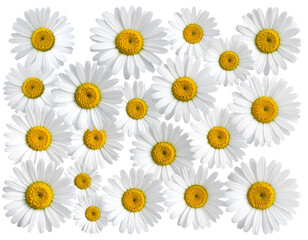 Many beautiful daisies for making isolated on transparent background.PNG Set of 