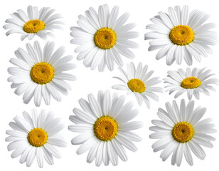 Many beautiful daisies for making isolated on transparent background.PNG Set of 