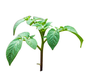 Young potato plants growing on a small pot with rich soil on an isolated background  