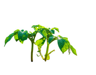 Young potato plants growing on a small pot with rich soil on an isolated background