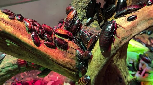 Scarafaggi su un ramo