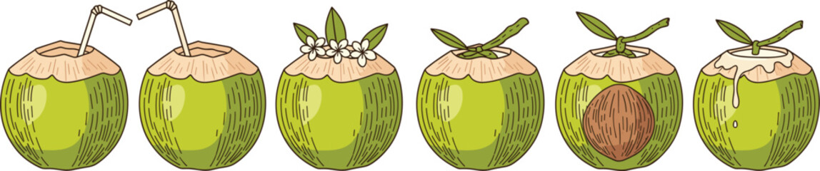 Set of fresh green coconut illustrations with straws and tropical leaves in hand drawn vintage style isolated on white.