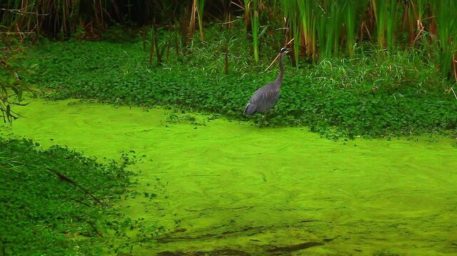 a video of a Blue Heron bird and a Duck feeding at Nisqually National Wildlife Preserve Washington State