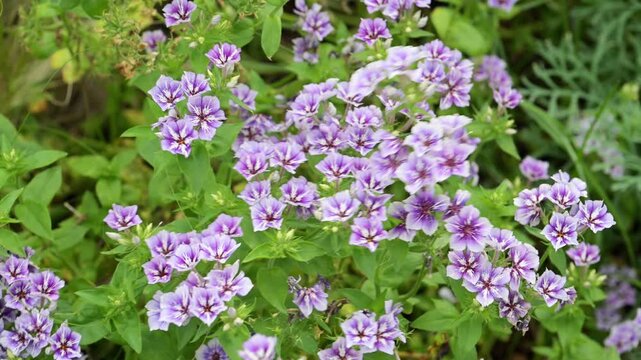 Beautiful Drummond's Phlox (Phlox drummondii) flowers.