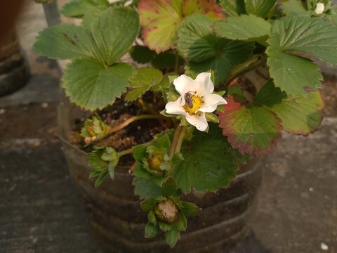 Natural Pollination and Fruit setting of Strawberry. The Scientific name is a Fragaria x ananassa.
