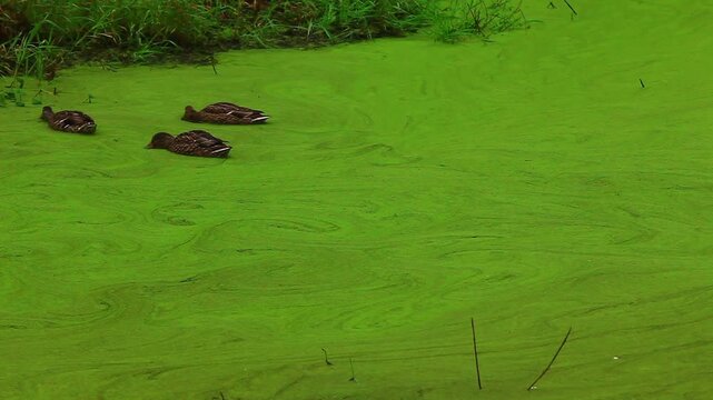 a video of ducks feeding Ain a pond at Nisqually National  Wildlife Refuge Washington State