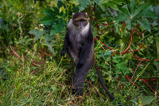 Mono de Sykes en su h&aacute;bitat natural en Kenia, primate de garganta blanca en el bosque africano