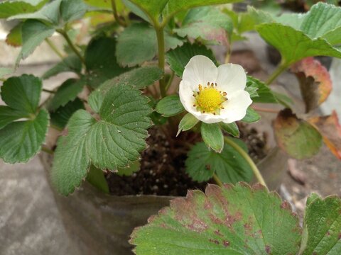 White Flower of Strawberry Plant. This is a widely grown hybrid species of the genus Fragaria.