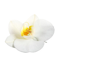 Obraz premium White orchid flowers and round Zen spa stones on an isolated background 
