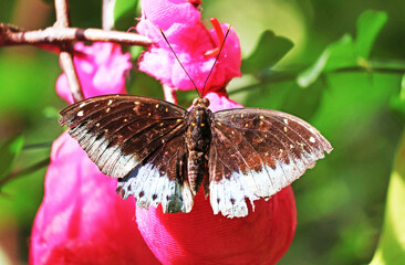 Close-up of a Captivating Common Archduke Butterfly or Lexias Pardalis