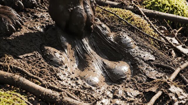 A powerful slow motion shot showing heavy, wet mud being cleanly displaced as a large, unseen animal paw print is firmly pressed into the thick forest floor cleanly, firmly, mystery