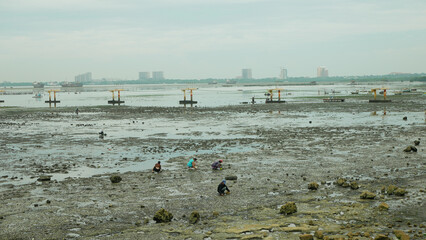 Collecting shell crab sea for food poor people collect local everyday to survive during low tide. Wide coastal beach seashell gathering, finding shellfish snail. Way of living, hard work, day survival