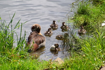 geese family on the Moselle in Schengen, gently crossing the borders