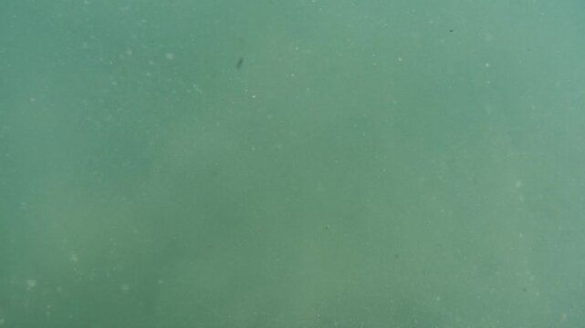 Blue water with rays of sunlight illuminating underwater. Footage taken by a go pro. Summer time in New Zealand.
