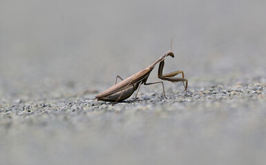 Silhouette of a praying large brown mantis macrophotography 
