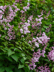 Obraz premium Beautiful flowering of the Hungarian lilac spring garden