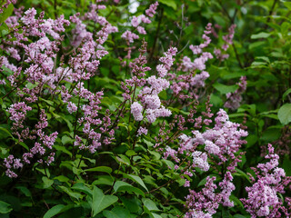 Obraz premium Beautiful flowering of the Hungarian lilac spring garden