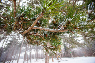 forest covered with snow 