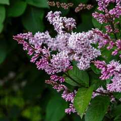 Obraz premium Beautiful flowering of the Hungarian lilac spring garden