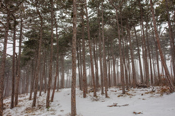 forest covered with snow 