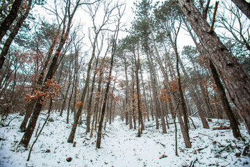 forest covered with snow 