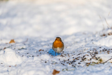10-01-2026 A Robin in the snow