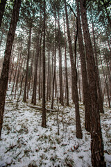 forest covered with snow 