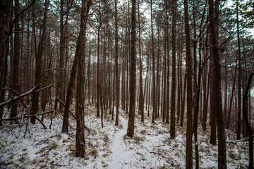 forest covered with snow 