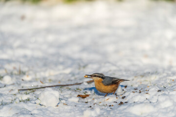 A woodpecker Eurasian nuthatch in the snow eating