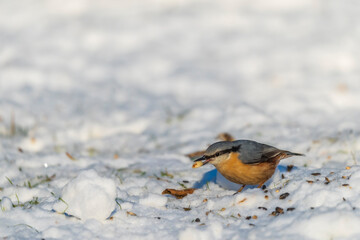 A woodpecker Eurasian nuthatch in the snow eating