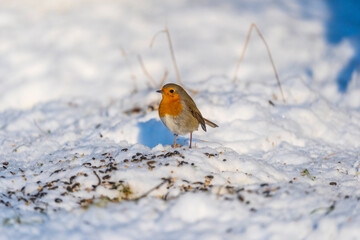 10-01-2026 A Robin in the snow
