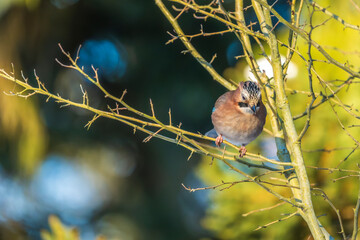 Eurasian jay on a branch