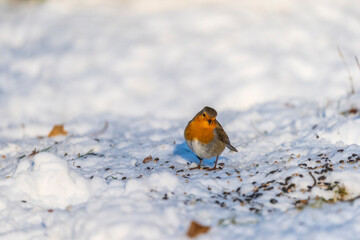 10-01-2026 A Robin in the snow