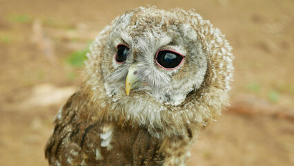 Obraz premium Tawny owl juvenile baby Strix aluco chick brown owl cute, big round black eyes with pink eye lid and cute yellow beak. Conservation concern, vulnerable and critical endangered. Large rounded head