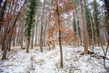snow covered winter forest