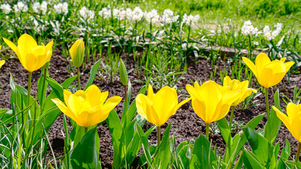 チューリップの花
