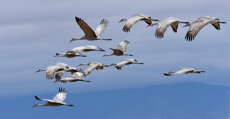 Fototapeta premium flock of majestic sandhill cranes in flight over their winter habitat of bernardo state wildlife refuge, near socorro, new mexico 