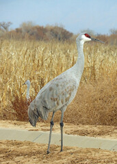 Fototapeta premium closeup of a majestic sandhill cranes standing in a cornfield in its winter habitat of bernardo state wildlife refuge, near socorro, new mexico, on a sunny day