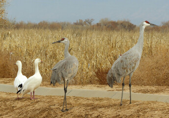 Fototapeta premium two snow geese and a pair of majestic sandhill cranes on a sunny day, standing in a cornfield in their winter habitat of bernardo state wildlife refuge, near socorro, new mexico